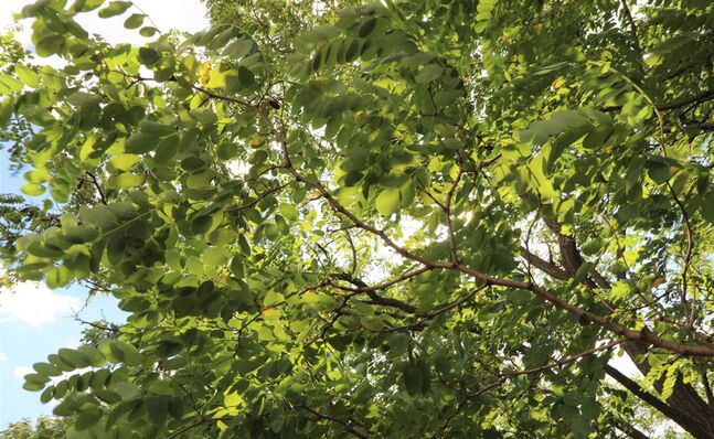 BeeKjellberg Akazien