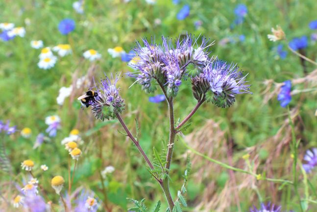 BeeKjellberg Blühwiese